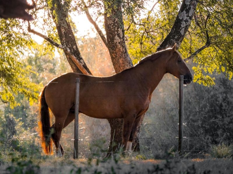 Cambará do Sul - RS